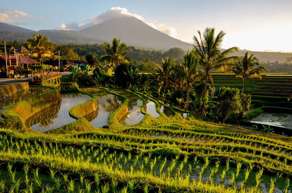 Jatiluwih Rice Terrace