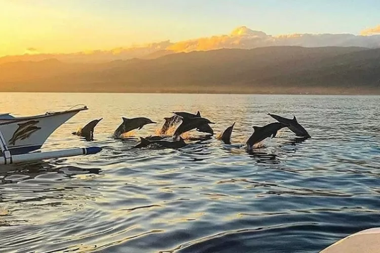 Lovina Dolphin Tour Bali